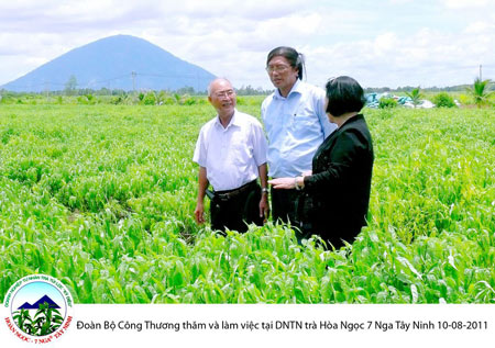 Trà Hoàn Ngọc giải độc hàng ngày hiệu quả - 1