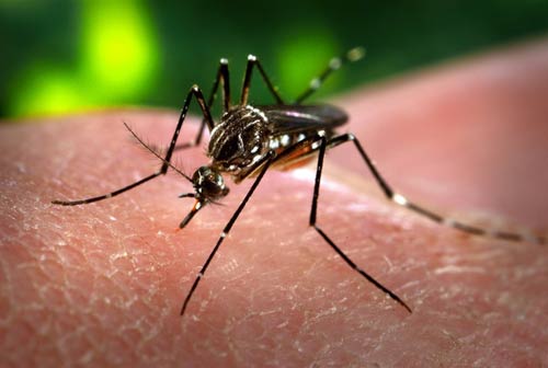 Châu Mỹ: Phụ nữ phải hoãn mang thai vì... virus Zika - 2
