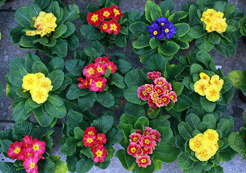 100.000 đồng một cây Báo xuân nhỏ xinh chơi Tết - 2