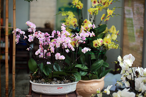 100.000 đồng một cây Báo xuân nhỏ xinh chơi Tết - 12