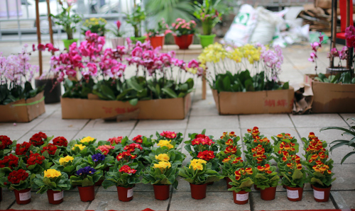 100.000 đồng một cây Báo xuân nhỏ xinh chơi Tết - 1