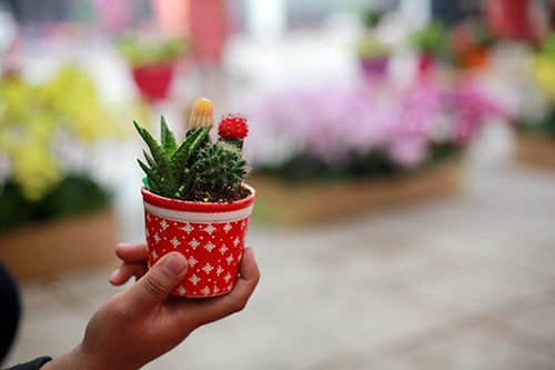 100.000 đồng một cây Báo xuân nhỏ xinh chơi Tết - 14