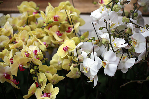 100.000 đồng một cây Báo xuân nhỏ xinh chơi Tết - 13