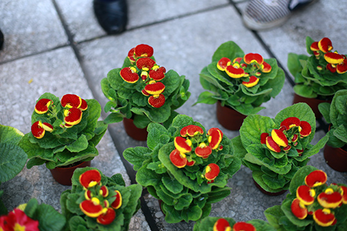 100.000 đồng một cây Báo xuân nhỏ xinh chơi Tết - 7