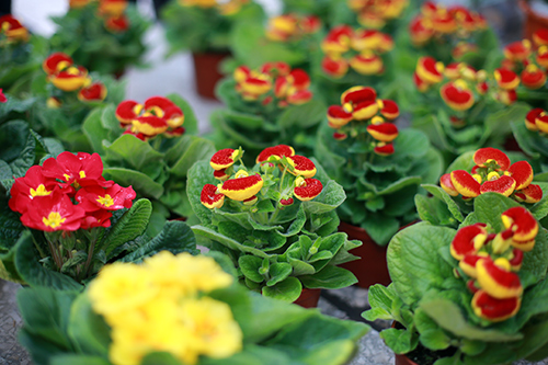 100.000 đồng một cây Báo xuân nhỏ xinh chơi Tết - 3