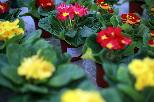 100.000 đồng một cây Báo xuân nhỏ xinh chơi Tết - 4