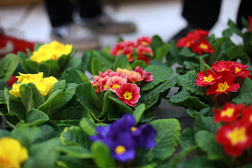 100.000 đồng một cây Báo xuân nhỏ xinh chơi Tết - 5