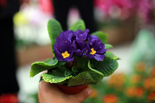 100.000 đồng một cây Báo xuân nhỏ xinh chơi Tết - 6