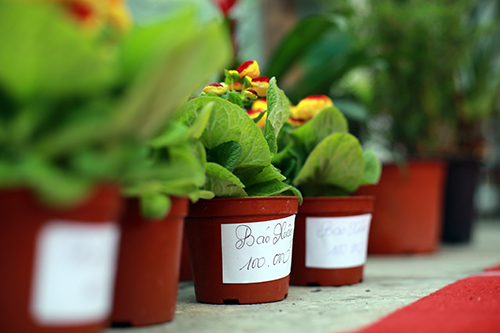 100.000 đồng một cây Báo xuân nhỏ xinh chơi Tết - 9