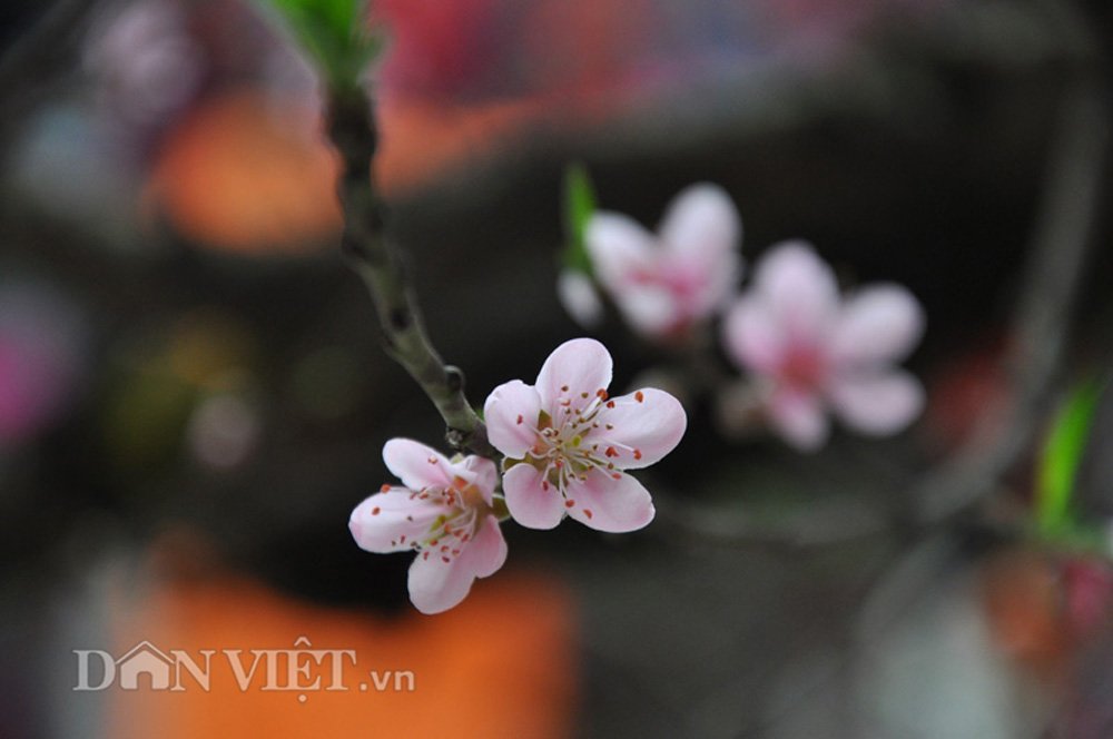 Đào cổ giáng long được “hét giá” hơn nửa tỷ đồng có gì đặc biệt? - 6