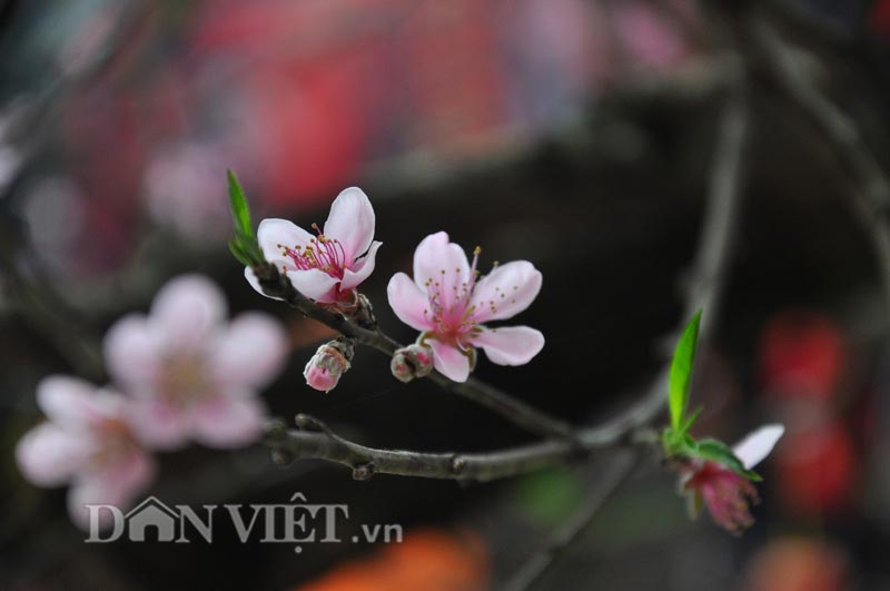 Đào cổ giáng long được “hét giá” hơn nửa tỷ đồng có gì đặc biệt? - 7