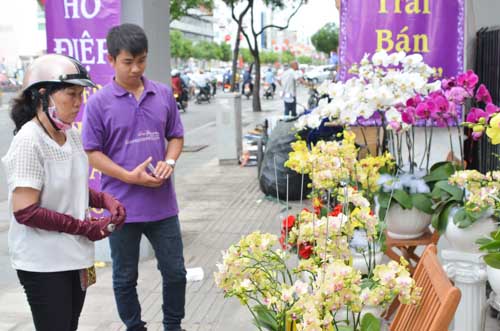 Lan Hồ Điệp giá tiền triệu hút khách dịp Tết - 1