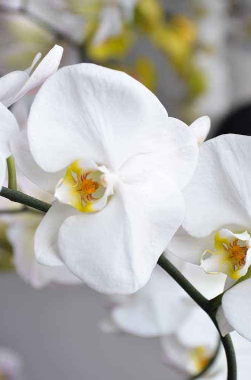 Lan Hồ Điệp giá tiền triệu hút khách dịp Tết - 2