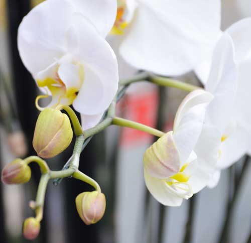 Lan Hồ Điệp giá tiền triệu hút khách dịp Tết - 3