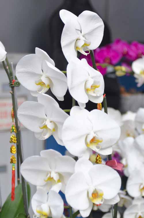 Lan Hồ Điệp giá tiền triệu hút khách dịp Tết - 4