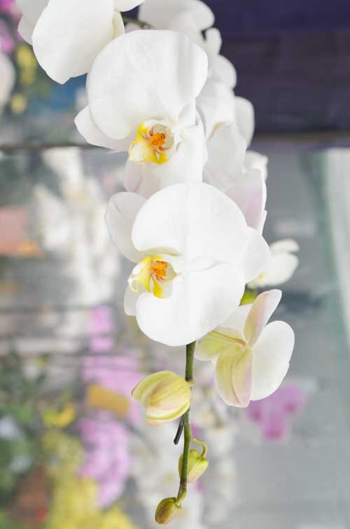 Lan Hồ Điệp giá tiền triệu hút khách dịp Tết - 5