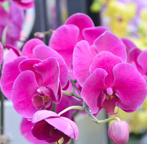 Lan Hồ Điệp giá tiền triệu hút khách dịp Tết - 6