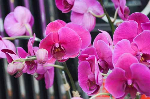 Lan Hồ Điệp giá tiền triệu hút khách dịp Tết - 7