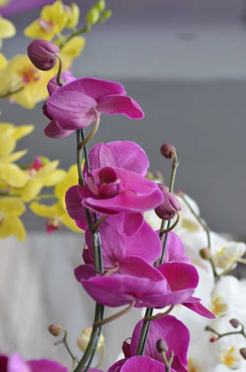 Lan Hồ Điệp giá tiền triệu hút khách dịp Tết - 8