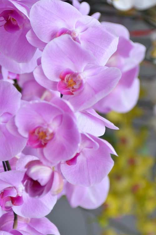 Lan Hồ Điệp giá tiền triệu hút khách dịp Tết - 9