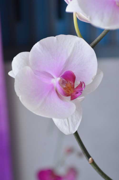 Lan Hồ Điệp giá tiền triệu hút khách dịp Tết - 10