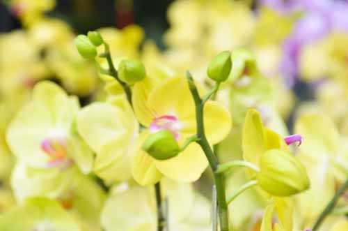 Lan Hồ Điệp giá tiền triệu hút khách dịp Tết - 11