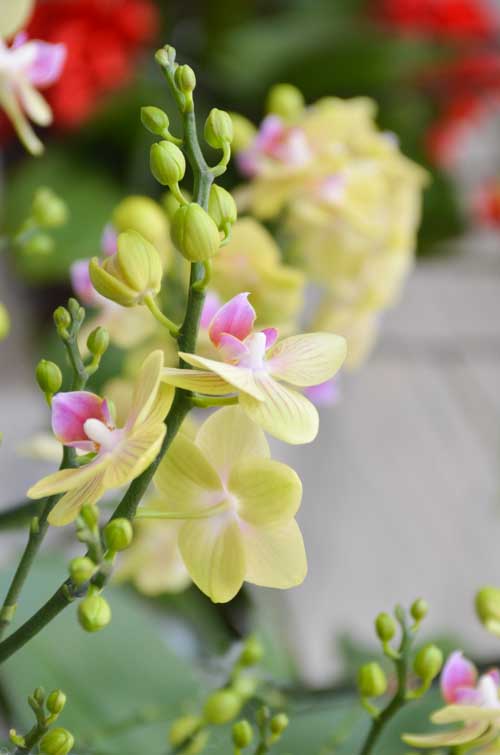 Lan Hồ Điệp giá tiền triệu hút khách dịp Tết - 12