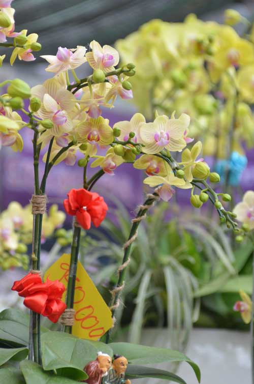 Lan Hồ Điệp giá tiền triệu hút khách dịp Tết - 13