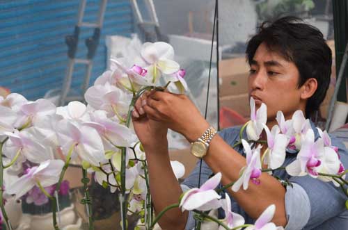 Lan Hồ Điệp giá tiền triệu hút khách dịp Tết - 14