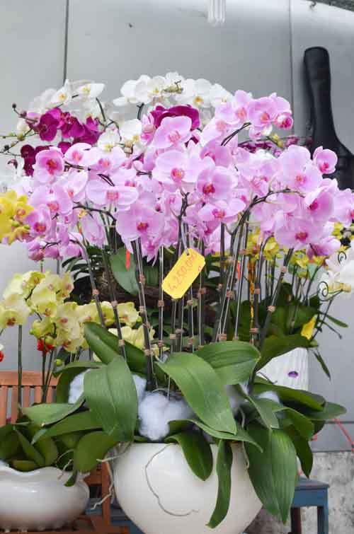 Lan Hồ Điệp giá tiền triệu hút khách dịp Tết - 15