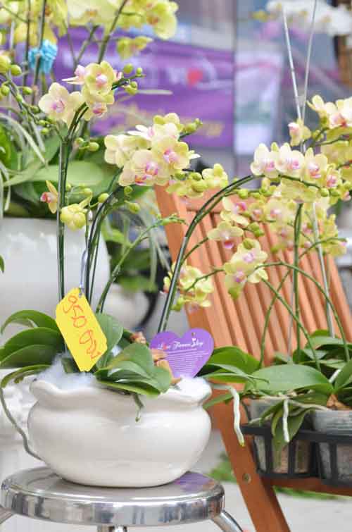 Lan Hồ Điệp giá tiền triệu hút khách dịp Tết - 16