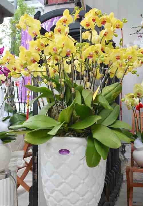 Lan Hồ Điệp giá tiền triệu hút khách dịp Tết - 18