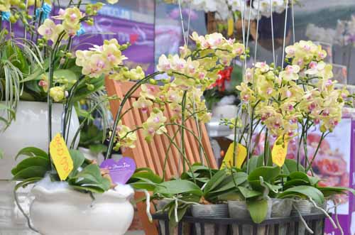 Lan Hồ Điệp giá tiền triệu hút khách dịp Tết - 17