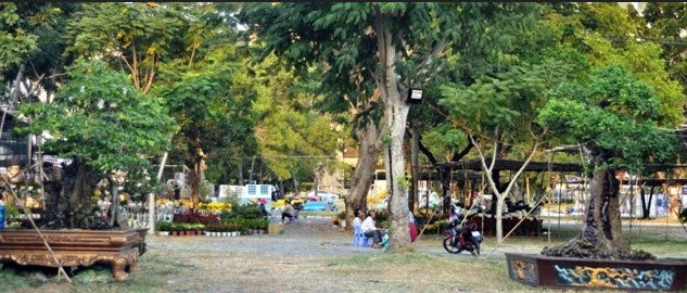 Cặp khế hơn 100 tuổi giá hơn 1,2 tỷ ở Sài Gòn - 1