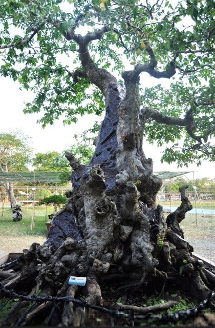 Cặp khế hơn 100 tuổi giá hơn 1,2 tỷ ở Sài Gòn - 3