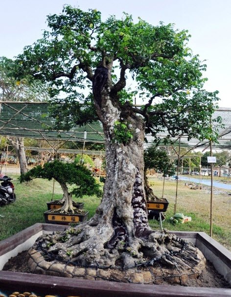 Cặp khế hơn 100 tuổi giá hơn 1,2 tỷ ở Sài Gòn - 2