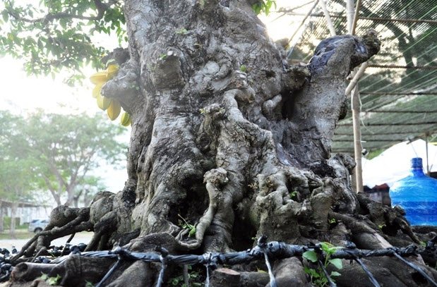 Cặp khế hơn 100 tuổi giá hơn 1,2 tỷ ở Sài Gòn - 4