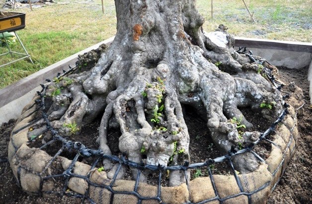 Cặp khế hơn 100 tuổi giá hơn 1,2 tỷ ở Sài Gòn - 5