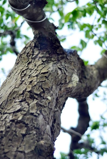 Cặp khế hơn 100 tuổi giá hơn 1,2 tỷ ở Sài Gòn - 10