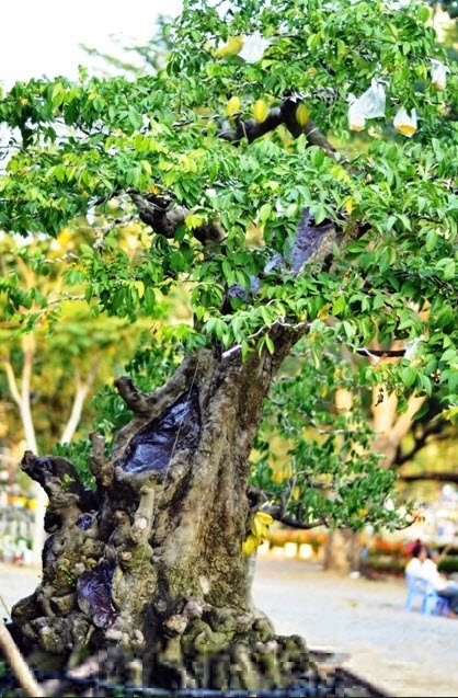 Cặp khế hơn 100 tuổi giá hơn 1,2 tỷ ở Sài Gòn - 11