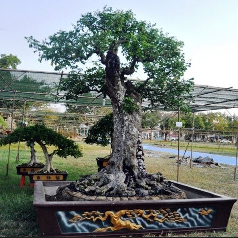 Cặp khế hơn 100 tuổi giá hơn 1,2 tỷ ở Sài Gòn - 12