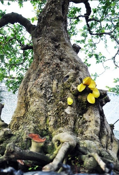 Cặp khế hơn 100 tuổi giá hơn 1,2 tỷ ở Sài Gòn - 6