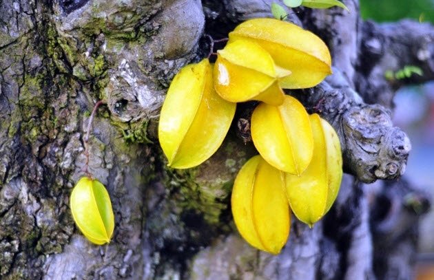 Cặp khế hơn 100 tuổi giá hơn 1,2 tỷ ở Sài Gòn - 7