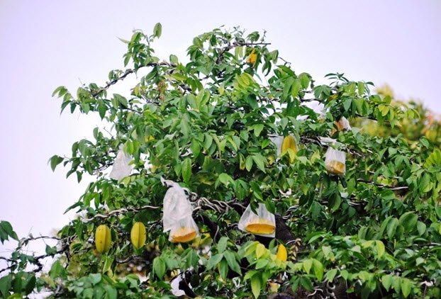 Cặp khế hơn 100 tuổi giá hơn 1,2 tỷ ở Sài Gòn - 8