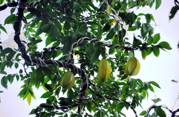 Cặp khế hơn 100 tuổi giá hơn 1,2 tỷ ở Sài Gòn - 9