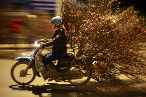 Chợ hoa đào đêm nhộn nhịp ngày cuối năm - 11