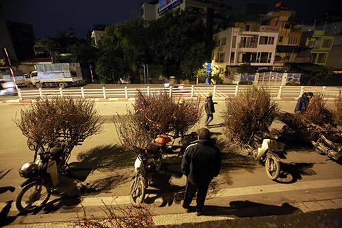 Chợ hoa đào đêm nhộn nhịp ngày cuối năm - 1