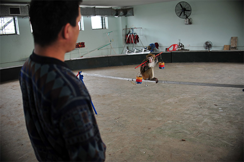 Năm Thân gặp người huấn luyện xiếc khỉ - 7