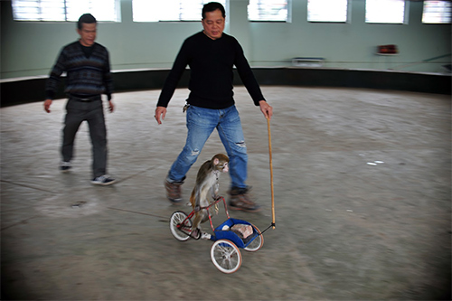 Năm Thân gặp người huấn luyện xiếc khỉ - 11