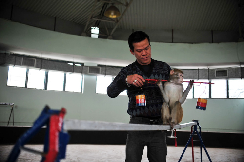 Năm Thân gặp người huấn luyện xiếc khỉ - 2